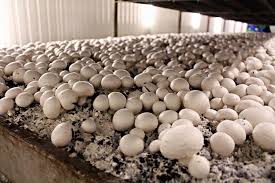Mushroom farm